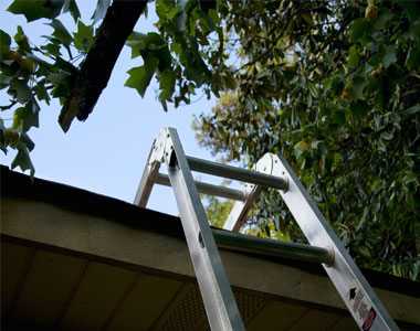 ladder and roof